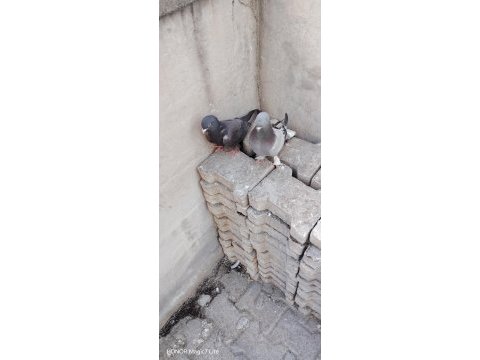 Damızlık oyunlu kuşlar