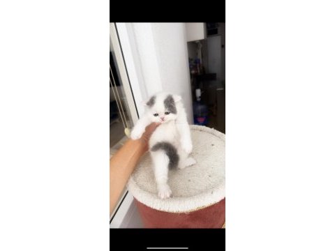 Tombiş exotic shorthair bebekler şecereli