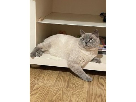 British shorthair yavrularıma yuva arıyorum