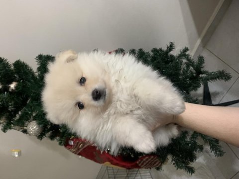 Pomeranian yavrumuz