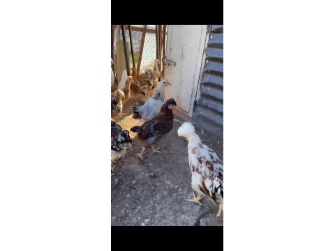 Süs ve köy tavuğu
