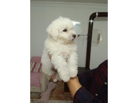 Kar beyaz bichon frise yavrular