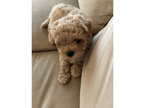 En küçük boy maltipoo yavruları