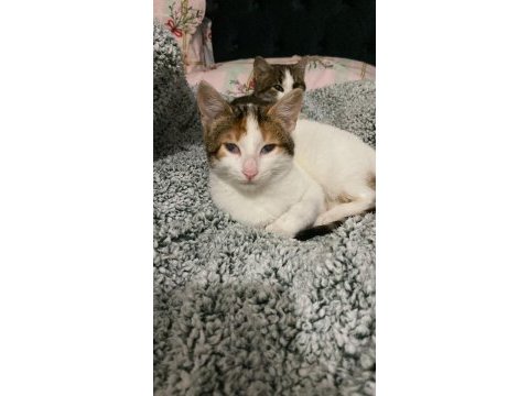 Yavru kedimiz 3 aylık