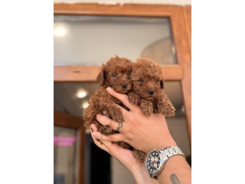 Toy poodle köpeklerim