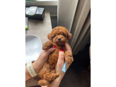 Toy poodle yavrular