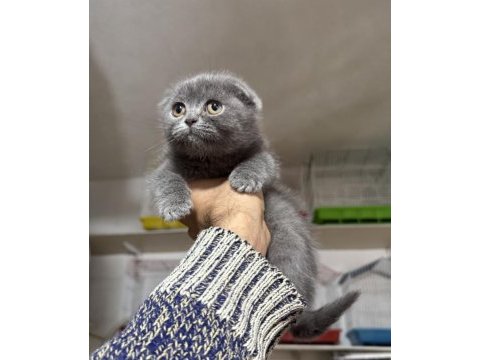 A kalite top kafa erkek scottish fold yavrumuz