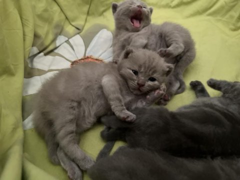 Safkan british shorthair yavrularımız
