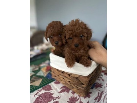 Teacup şecereli poodle yavrularımız