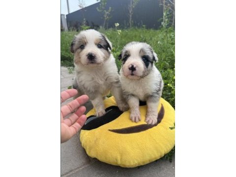 Border collie yavrular