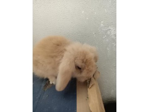 Lop tavşan karamel