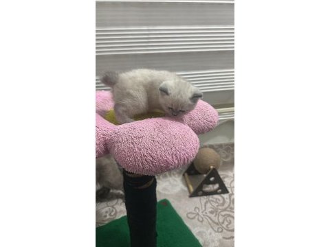 Kedilerim için rezervasyon başlamıştır