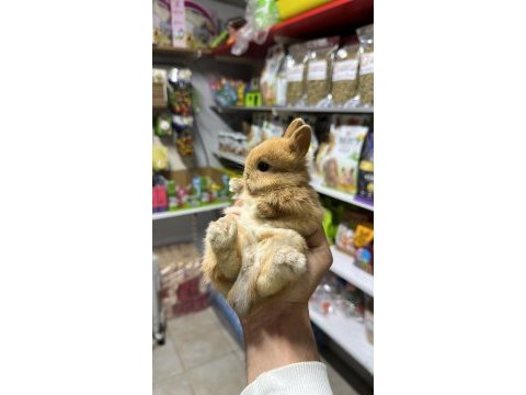 Netherland dwarf cüce tavşan çiftliği