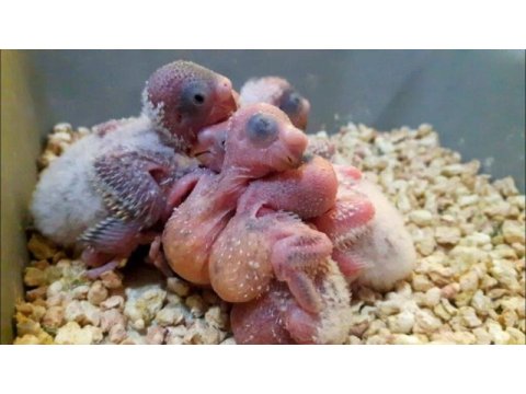 El besleme yeni yeme düşen muhabbet kuşları