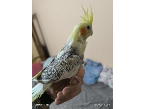 Alışkın pied yavrular ve lutino yavru sultan papağanı