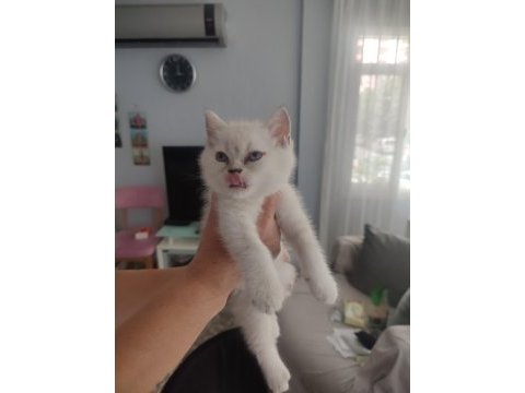 Scottish fold yavrular