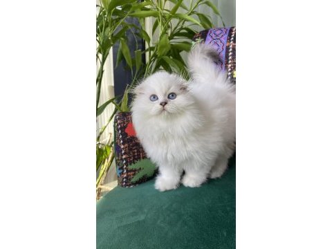 2 aylık biblo gibi yavru scottish fold