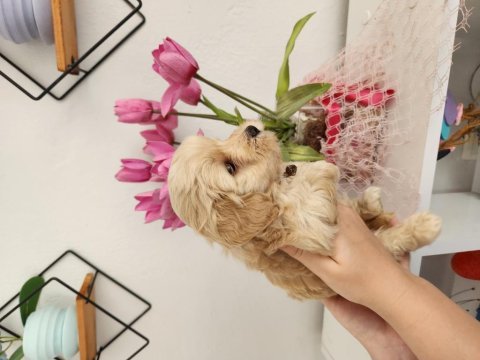 45 günlük maltipoo yavrularımız