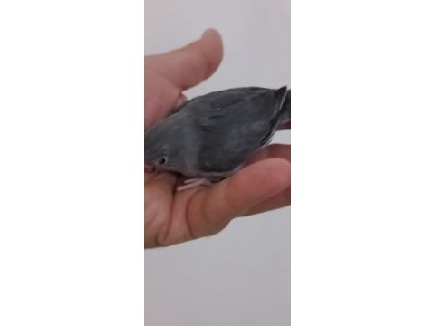 Kara kartal erkek forpus