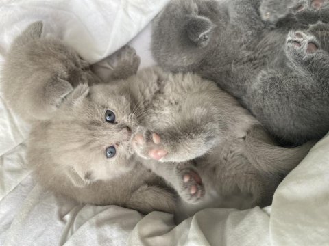 Son kalan scottish fold yavrum