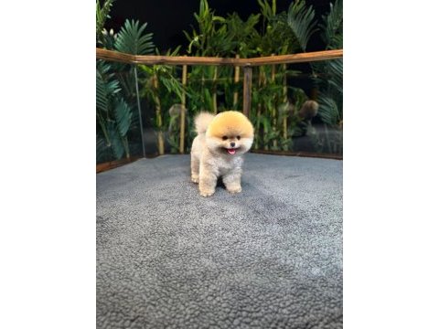 Safkan kore pomeranian boo yavrularımız