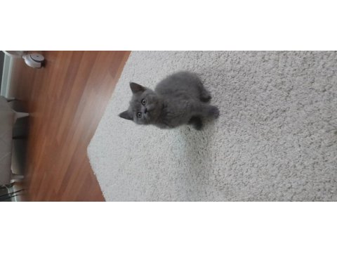 Safkan scottish fold