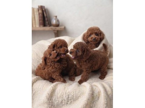 Toy poodle yavru köpekler