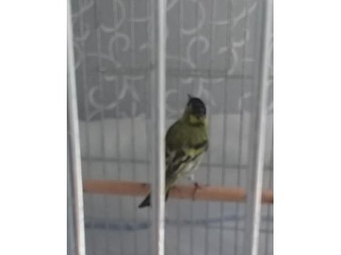 Karabaşlı iskete erkek kafes üretimi