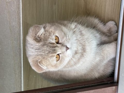9 aylık scottish fold ve british