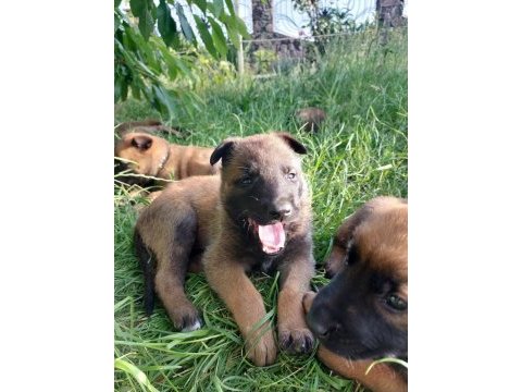 Belçika malinois yavrularımız evinizin neşesi olacaktır
