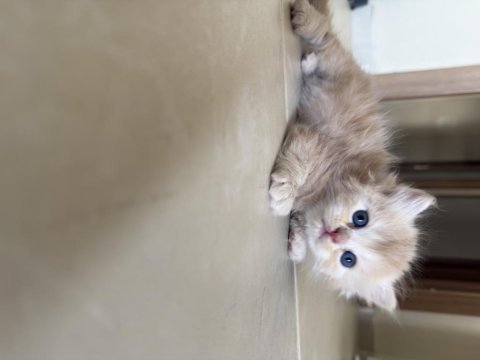 British longhair kedisi