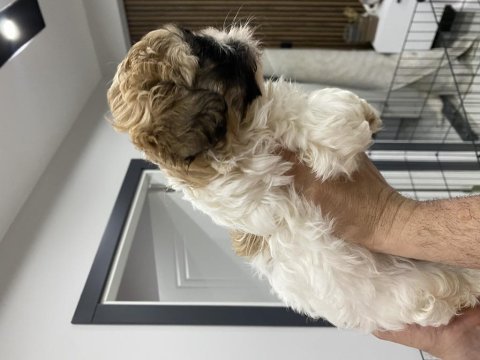 Yavru shih tzu larım 