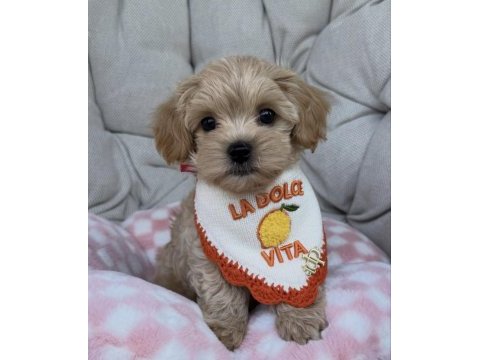 Biblo maltipoo yavruları