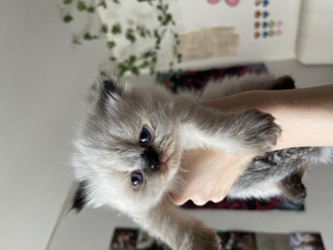 Safkan exotic shorthair yavrular