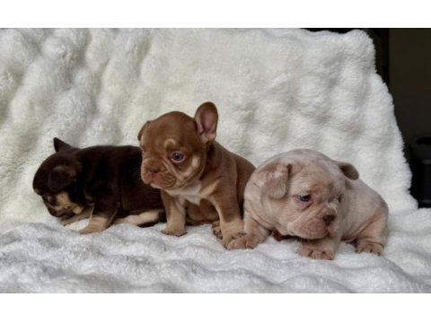 French bulldog yavrularım