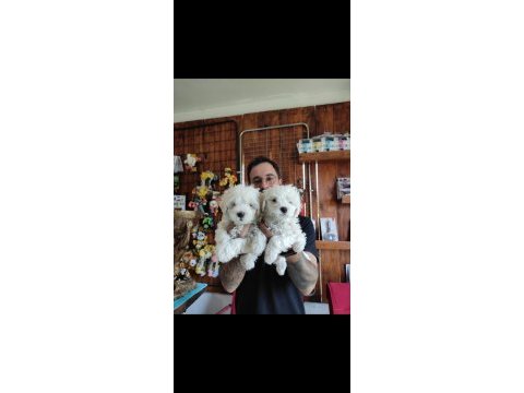 Hiç büyümeyen bembeyaz maltese terrier