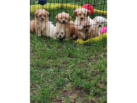 Maltipoo miniklerimiz