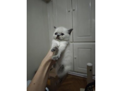 British shorthair blue point yavrularımız