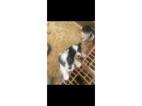 Sahiplendirilmeye hazır 40 günlük 2 erkek 1 dişi shih tzu