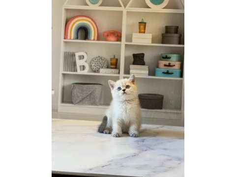 A kalite brıtısh shorthair yavrularım 