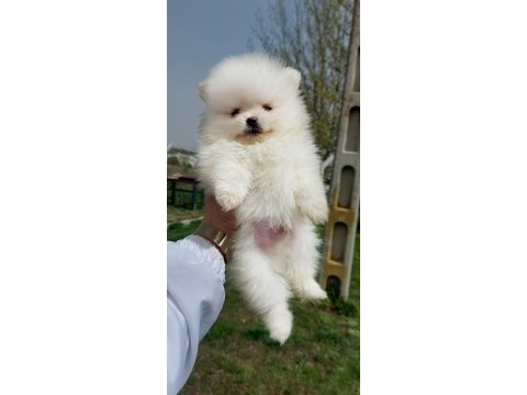 Pomeranian boo köpeği