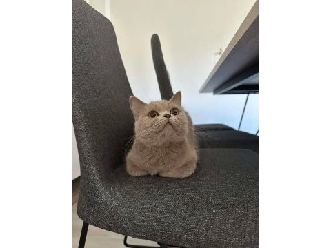 Lilac british shorthair kedimize aile arıyoruz.
