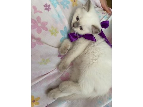 Oyuncu british shorthair kızlar kaliteli yavrular