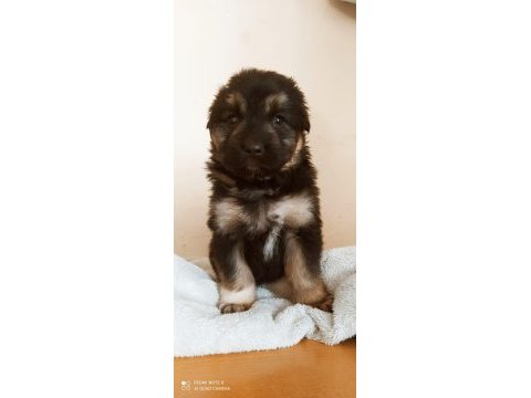 A kalite bicolor alman kurdu