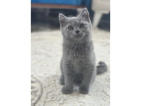 British shorthair 2 aylık dişi