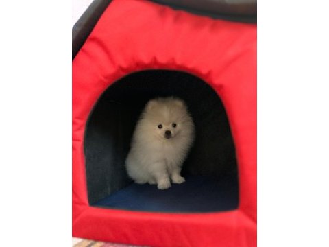 Pomeranian boo 3.5 aylık