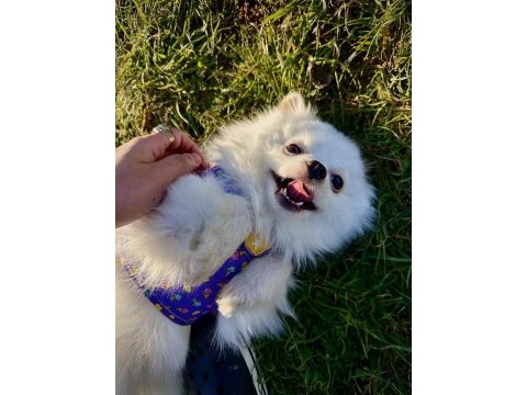 Pomeranian boo köpeğim