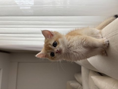 British gold shorthair