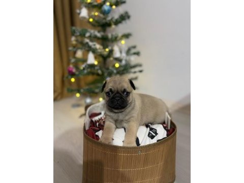 Pug mops rıfkı basık surat gül kuruk yavrular sizlerle