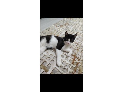8 aylık kedimize acil yuva arıyoruz